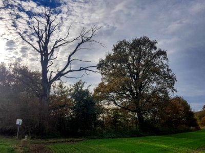 20201102_ND_Grenzeiche_Osterham_Winh