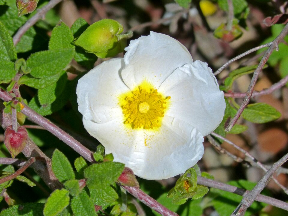 Black steppe jara black cistus salviifolius