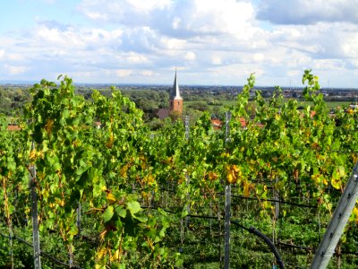 20201010Jesuitengarten_Forst2
