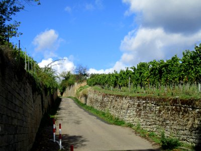 20201010Grainhübel_Hohenmorgen_Deidesheim