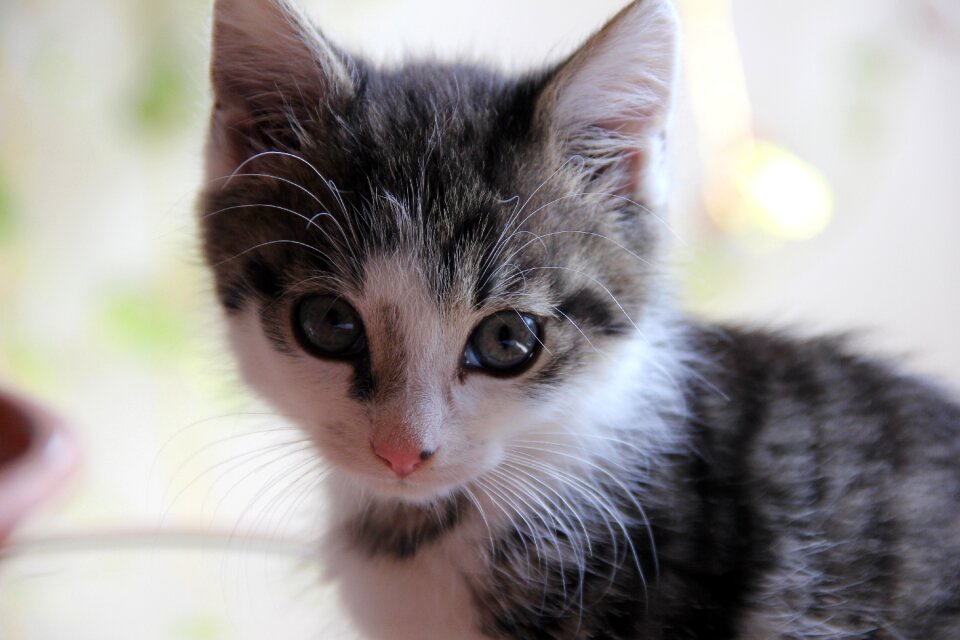 Curious pets tabby