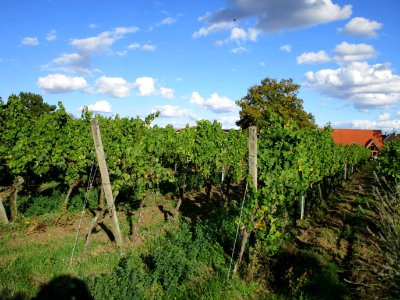 20201010Freundstück_Forst2