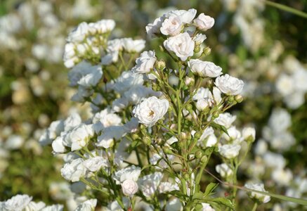 Flowering garden nature