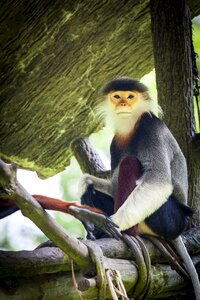 Douc langur rotschenklige dresses monkeys vietnam