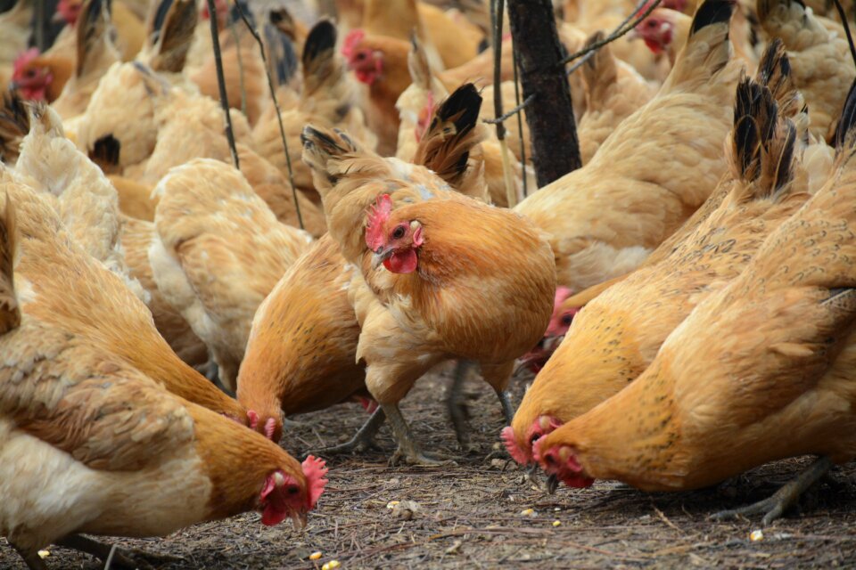 Chicken forest stocking Free photos