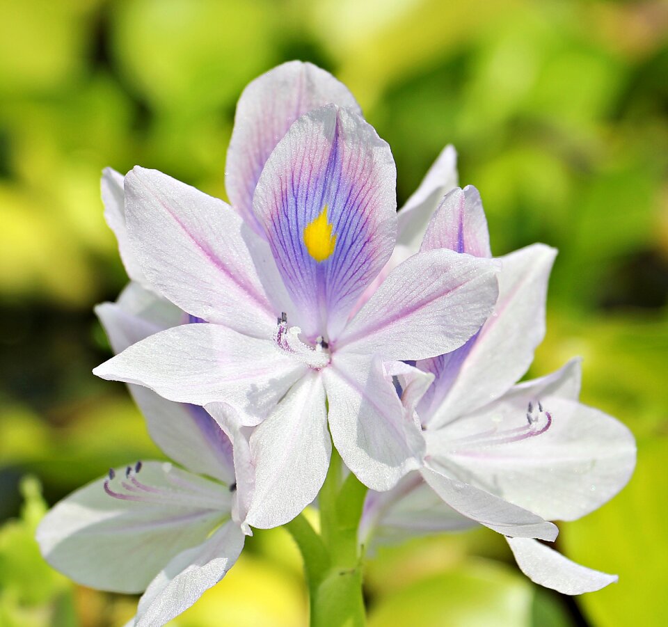 Plant summer ornamental plant