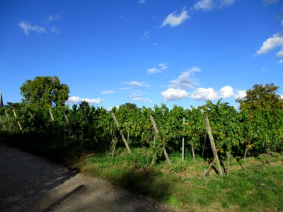 20201010Freundstück_Forst1