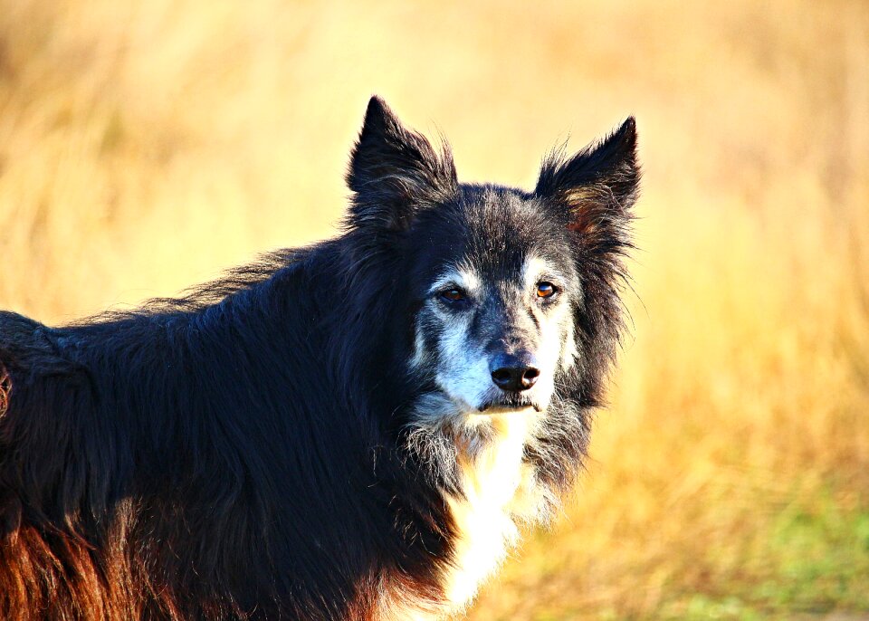 Herding dog border collie purebred dog