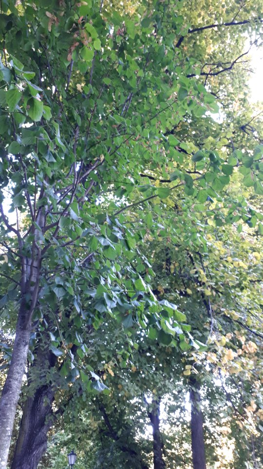 20200909_181342_Park_Sienkiewicza_in_Łódź