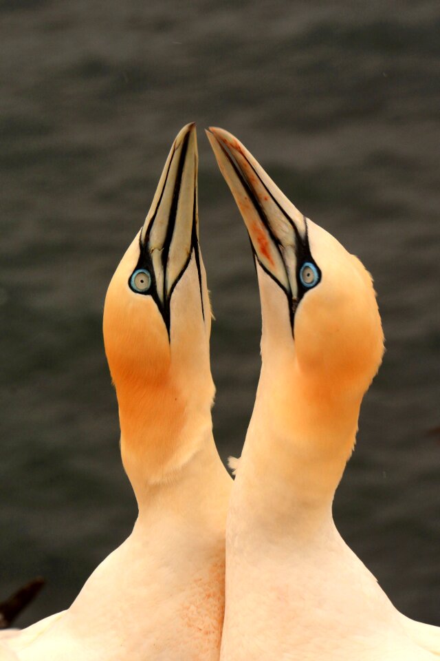 Heligoland love white