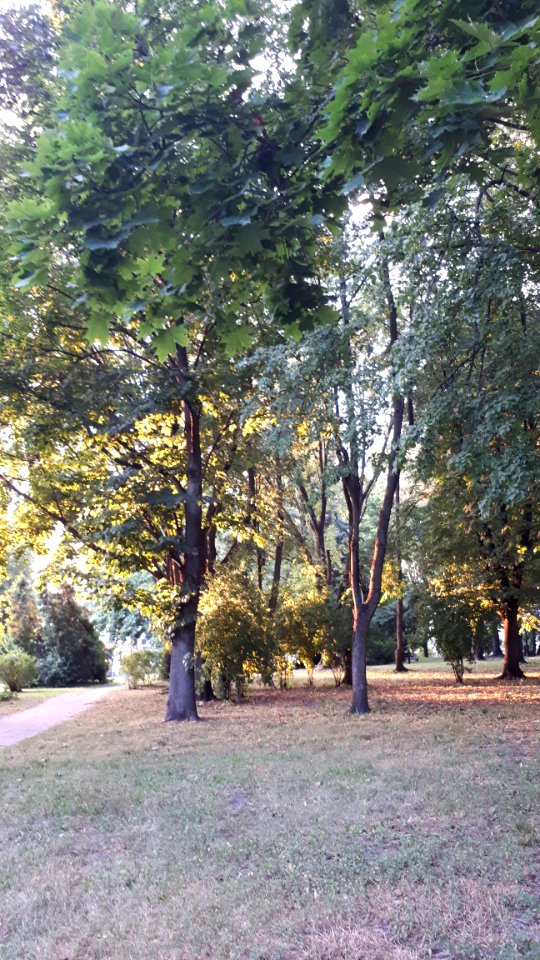 20200729_193657_Park_Centralny_in_Białystok