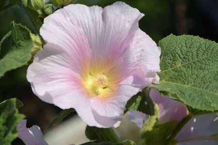 Garden summer flowers plants photo