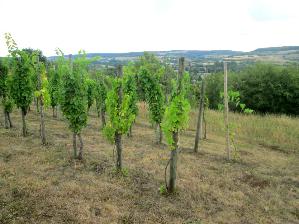 20200815Weinberg_Reinheim2