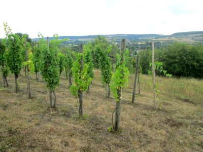 20200815Weinberg_Reinheim2
