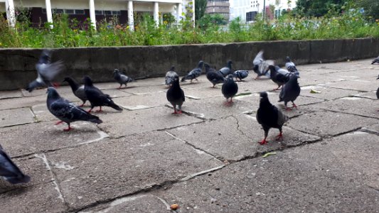 20200818_180733_Pigeons_in_Łódź