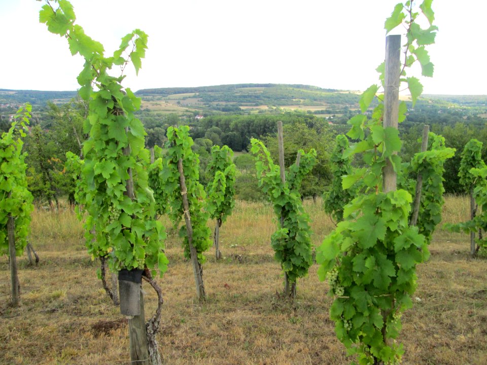 20200815Weinberg_Reinheim3