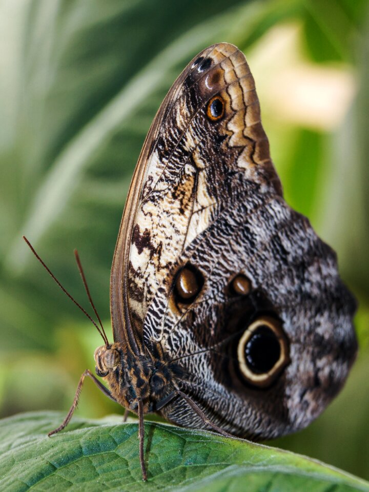 Insect butterfly on flower diversity