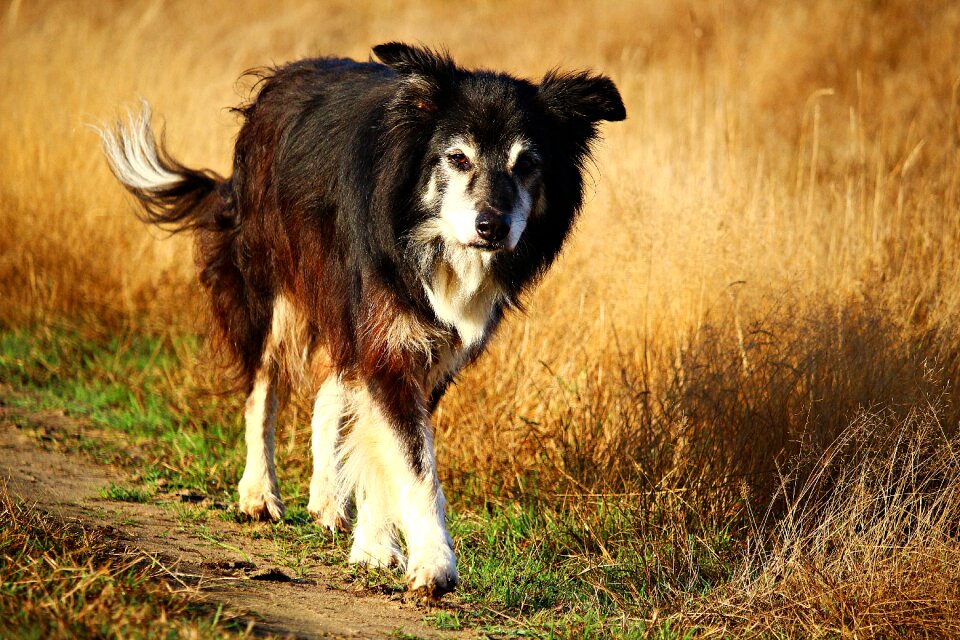 Collie border collie herding dog