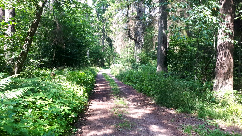 20200728_133333_Białowieża_Forest