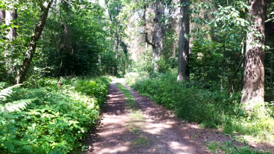 20200728_133333_Białowieża_Forest