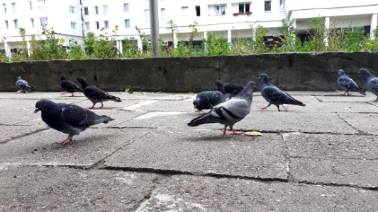 20200818_180753_Pigeons_in_Łódź