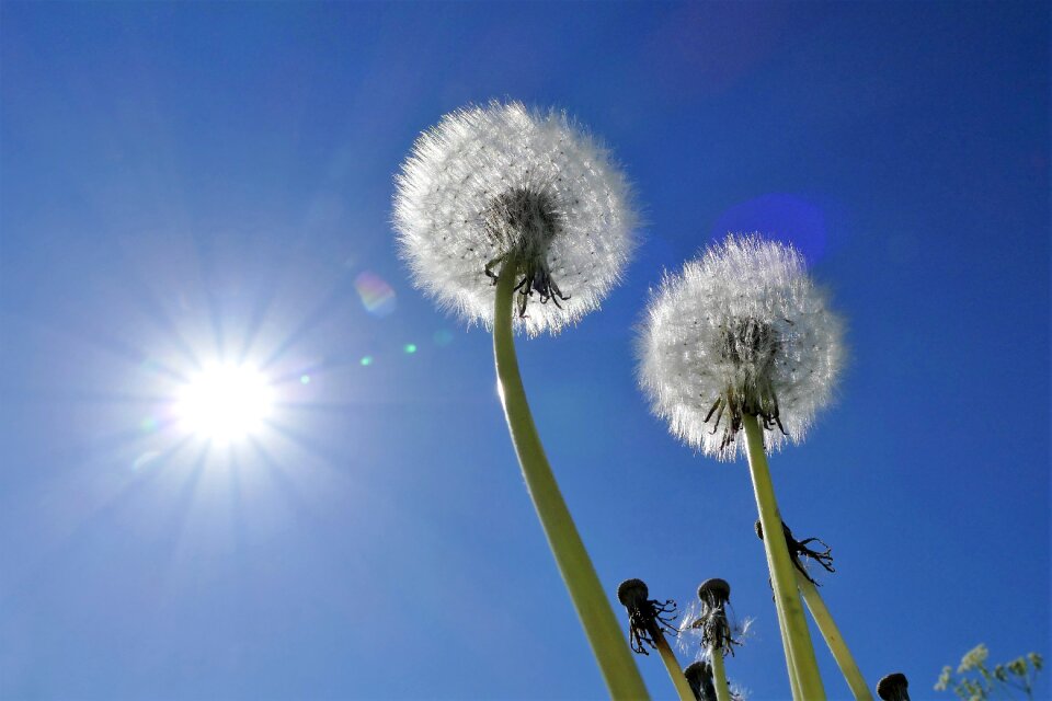 Sky sun backlighting