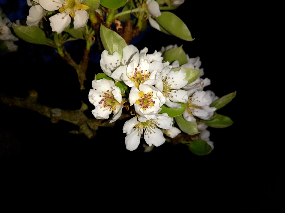 Cherry tree white spring