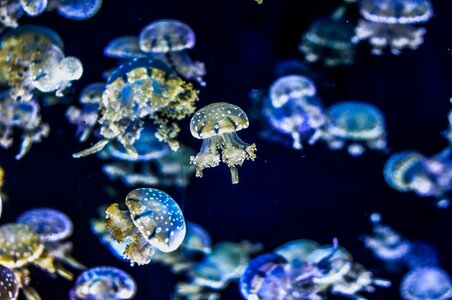 Glow jelly exotic photo