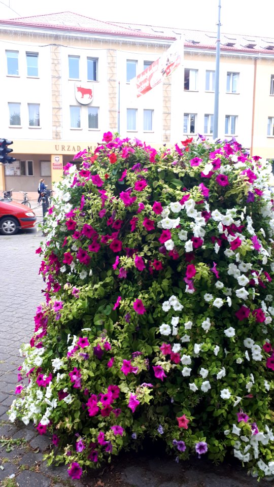 20200804_104152_Urząd_Miasta_Bielsk_Podlaski