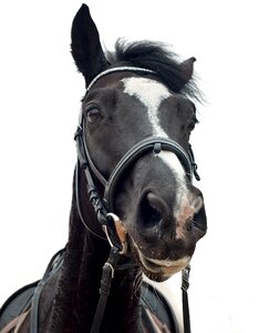 Head portrait white background