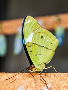 Insect butterfly on flower diversity