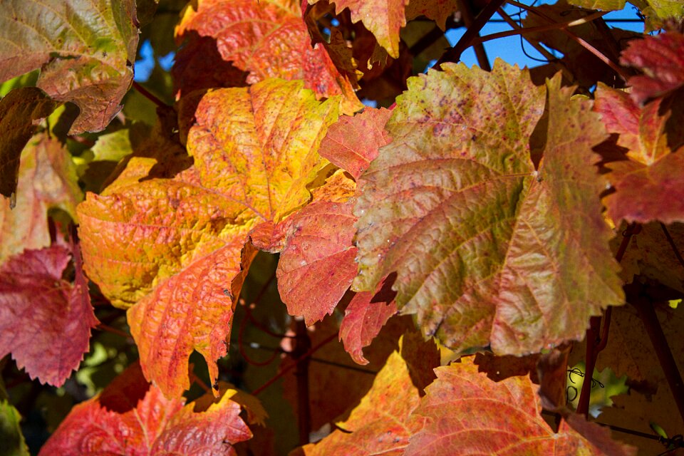 Autumn colours fall color autumn mood