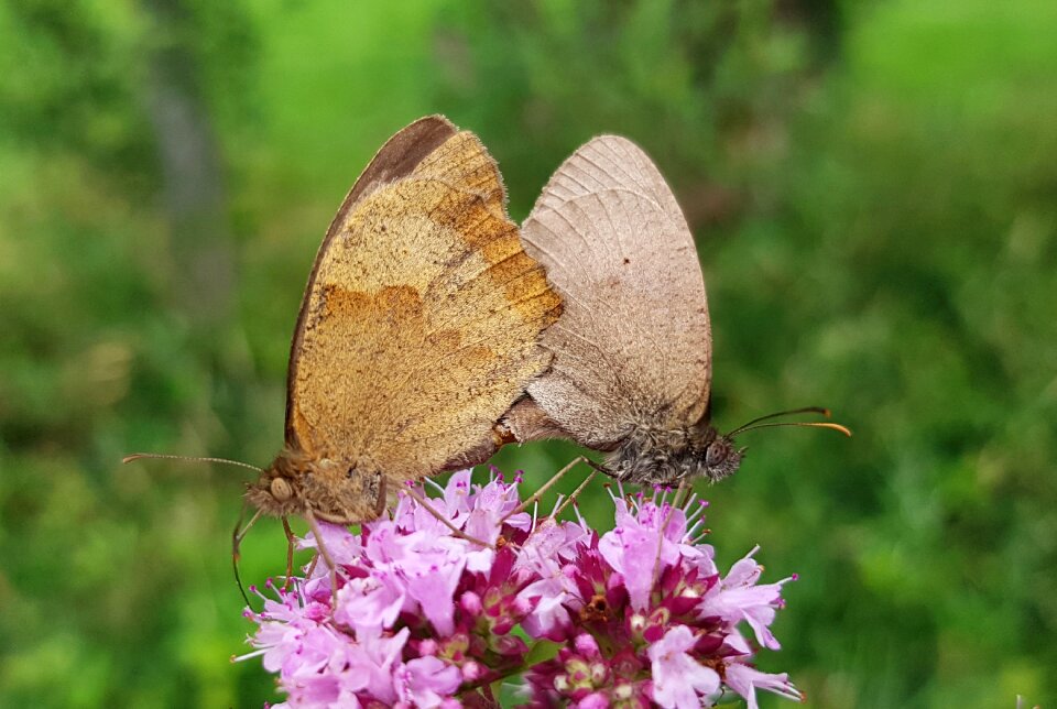 Reproduction insect animal