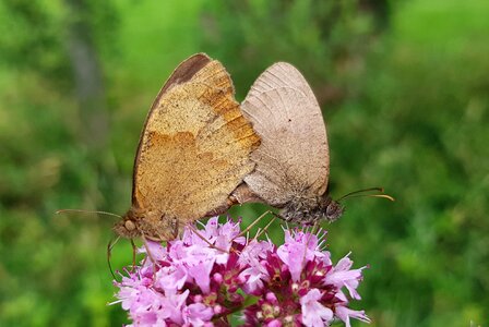 Reproduction insect animal
