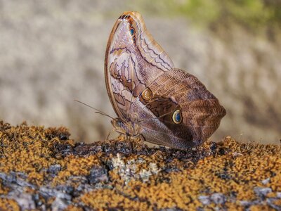 Insect butterfly on flower diversity