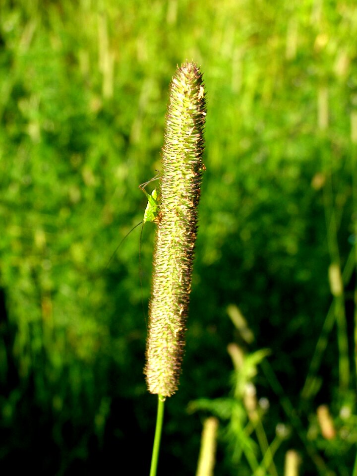 Plant grasshopper green