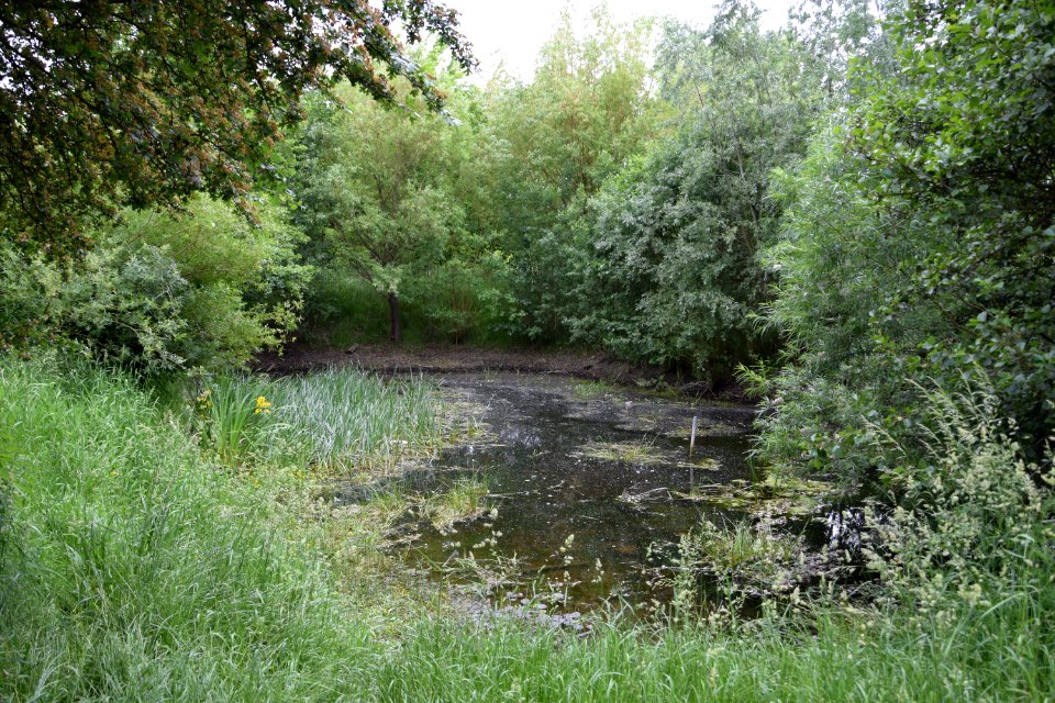 Östlicher_Gehrenseeteich_(Berlin-Falkenberg)_2v3
