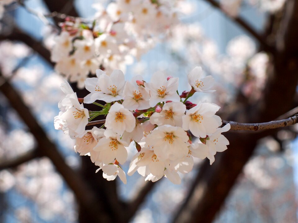 Spring pink spring in japan