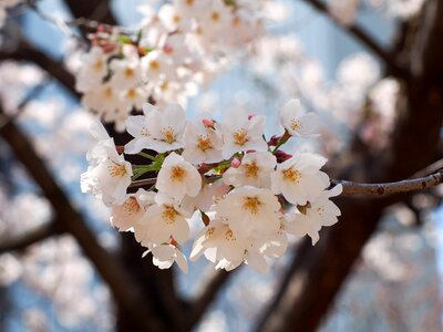 Spring pink spring in japan