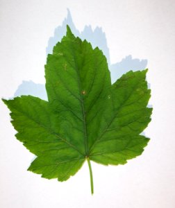 Érable_sycomore(54)a