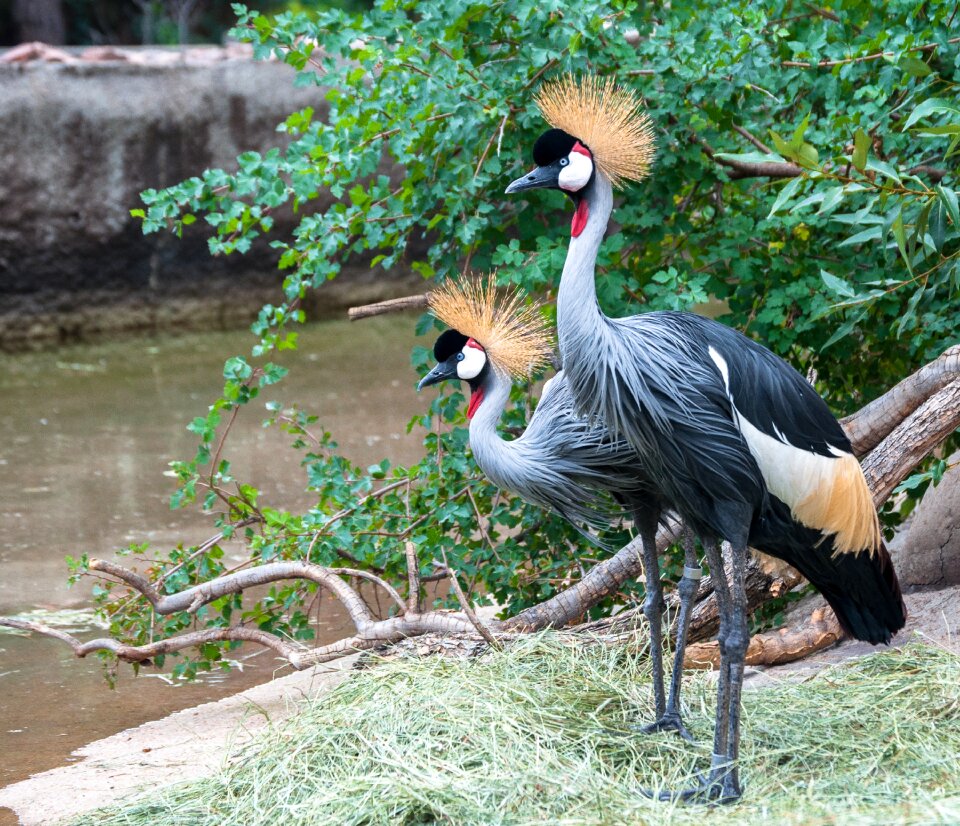 Bird crowned africa