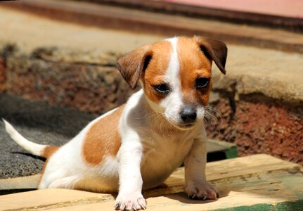 Chihuahua baby cute photo