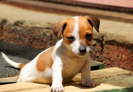 Chihuahua baby cute