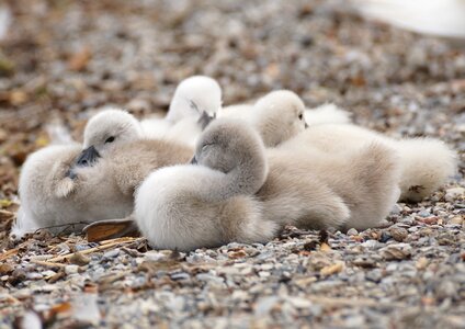 Swans sweet young