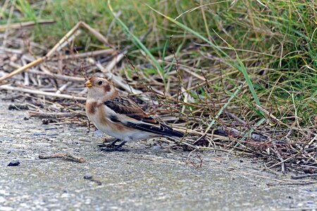Snow bunting simple dress north sea coast