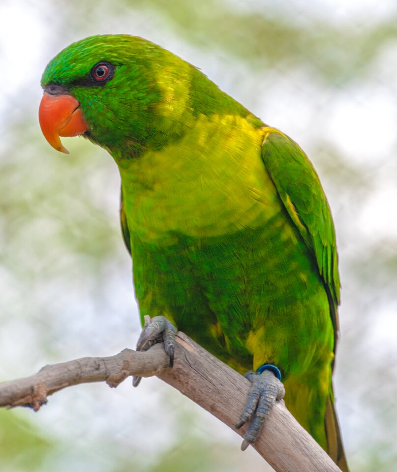 Green parrot angry bird