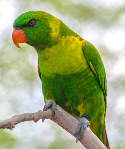 Green parrot angry bird photo