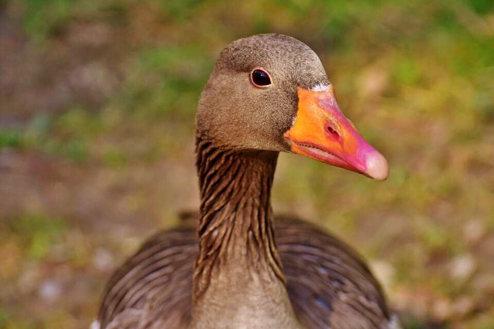 Greylag goose animal feather