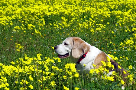 Hound friend elderly photo