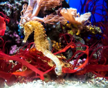 Golden aquarium seahorse